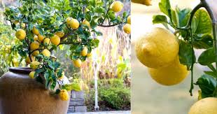 How To Grow A Lemon Tree In A Pot From A Seed The Plant Guide Fruit Trees In Containers How To Grow Lemon Citrus Trees