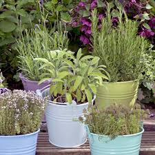 Image result for rosemary container