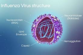 The influenza a2 virus (and other variants of influenza) is spread by people who are already infected. Apa Itu Virus Influenza Punca Simptom Dan Rawatannya Sentiasa Panas
