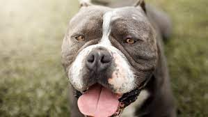 Pit Bull Dogs Danger And Controversy