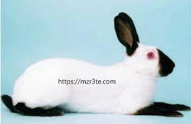 تعرف على اهم سلالات الارانب مزرعتى animals