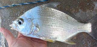 Brackish habitats or fresh water are entered on occasion by some species. Mojarra Florida Go Fishing