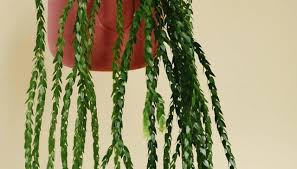 Image result for Huperzia bampsiana