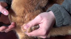 Shop chewy's sizzling summer savings for up to 40% off beds, litter, leashes & more. Cat Grooming Blog The Shaven Pussycat By Janet Wormitt