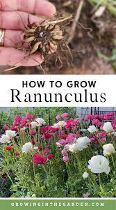 How To Grow Ranunculus 5 Tips For Growing Ranunculus Growing In The Garden In 2021 Ranunculus Garden Spring Garden Flowers Easy Plants To Grow