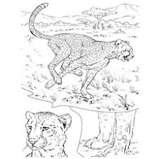 Check spelling or type a new query. 25 Best Cheetah Coloring Pages For Your Little Ones