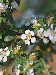 Image result for Cotoneaster microphyllus