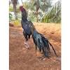 Read how to build desi murgi farm and also best way develop a golden misri hen farming, murghian palna, aseel murga, desi chicken and broiler farming on your garden and backyard and how to start pakistani and indian chicken farming. Https Encrypted Tbn0 Gstatic Com Images Q Tbn And9gcqalwnfp6fub0bp6w5takomvtezgcy6slpstbwh91a Usqp Cau