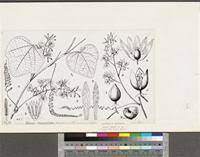 Image result for Discopodium penninervium