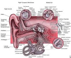Image result for Eustachian Tube Dysfunction