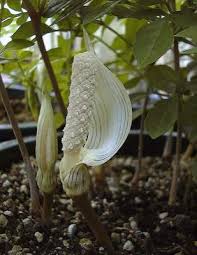 Image result for Gonatopus