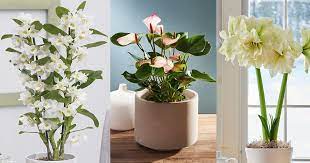 The african violet is a small plant, which means you can put one everywhere, says meager. 13 Indoor Plants With White Flowers Balcony Garden Web