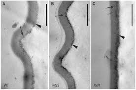 A detailed understanding of plant immune function will underpin crop improvement for food, fibre and biofuels production. Structure Function Analysis Of The Maize Bulliform Cell Cuticle And Its Role In Dehydration And Leaf Rolling Biorxiv
