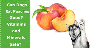 My mouth is watering at the thought of a juicy peach, and while this succulent summer fruit is good for us humans to eat, you do have to exercise caution when feeding a peach to a dog. Can Dogs Eat Peaches Good Vitamins And Minerals Safe Petxu