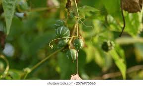 Image result for Zehneria