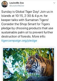 We Are Closed Sundays Currently So We Are Off To The Zoo What Are You Up To On Sundays Louisville Zoo Sumatran Tiger Zoo
