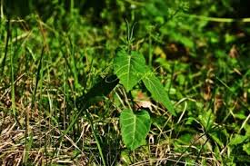 Image result for Cynanchum mulanjense