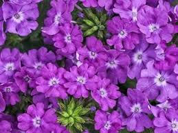 Check spelling or type a new query. Growing Verbena How To Plant Care For Verbena Plants Garden Design