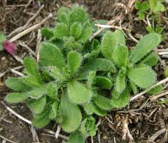 Image result for Silene gallica