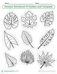 Amazon Rainforest Printable Leaf Template Worksheet Education Com