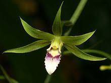 Image result for Eulophia elegans