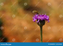 Image result for Vernonia galpinii