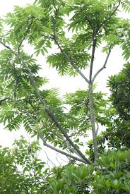 Image result for Zanthoxylum sp. A