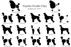 Size Of Poodles Goldenacresdogs Com
