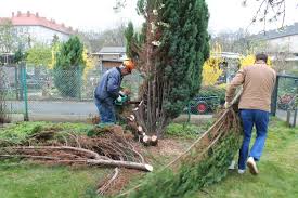 Sommerrodungsverbot Kleingartenkolonie Grune Aue E V