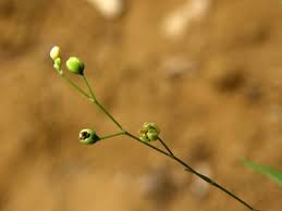 Image result for Hypertelis bowkeriana