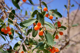 Image result for Cordia sinensis