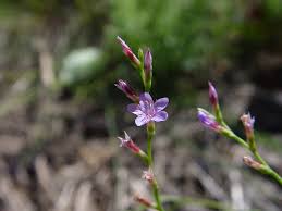 Image result for Plumbaginaceae