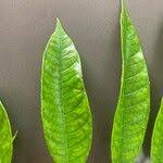 Image result for Pachylobus