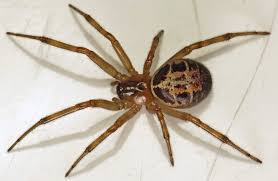 However, some stings can be painful and trigger a serious allergic read more. False Widow Spiders Do They Bite Are They Dangerous And How Can You Identify Them