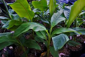 We did not find results for: How Do I Prepare My Banana Trees For Winter
