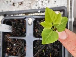 Image result for Amphicarpaea africana