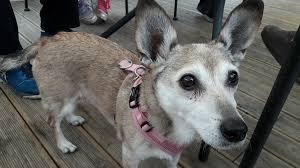 The typical tattoo designs for dog memorial tattoos are dog paw prints or a dog's name. My Cremated Dog S Ashes Came Alive By Norell Leung P S I Love You