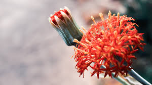 Image result for Kleinia abyssinica