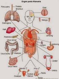 Derma organ, kuala lumpur, malaysia. Permindahan Organ Dan Derma Darah Dari Persepsi Islam