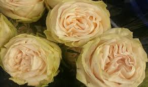 We'll teach you when it is the best time to prune hydrangeas, roses, and many other flowers and trees. Wholesale Flowers And Nashville Wedding Flowers Import Flowers Nashville Llc Flowers Wholesale Flowers Wedding Wholesale Flowers