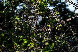 Image result for Allocassine laurifolia