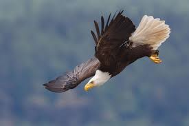5 Audubon Birding Festivals To Hit Up This Winter Bald Eagle Eagle In Flight Bird Species
