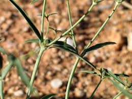 Image result for Euphorbia pfeilii