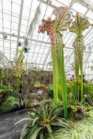 Conservatory of flowers ft/pt seasonal staff positions available. Inside San Francisco Golden Gate Park S Conservatory Of Flowers Curbed Sf