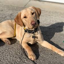 Located on historic jackson boulevard between sangamon and peoria streets, we transformed a former bar city of chicago metered street parking is available directly in front of and surrounding the hospital. Canine Sports Dog Training Home Facebook