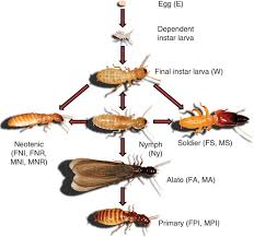 We kill your pests, not your budget. Molecular Traces Of Alternative Social Organization In A Termite Genome Nature Communications