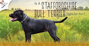 Staffordshire Bull Terrier 1 Guide Every Question Answered