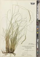 Image result for Elionurus muticus