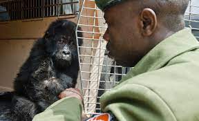 Baby Gorilla On Black Market For 40 000 Is Rescued