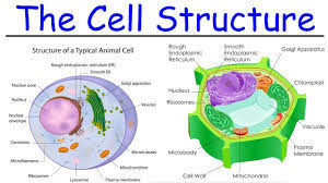 Samsung parts mississauga _ samsung parts canada _ samsung cell phone parts. Unit 2 Lesson 2 Cell Structure Function 6th Grade Flashcards Quizlet